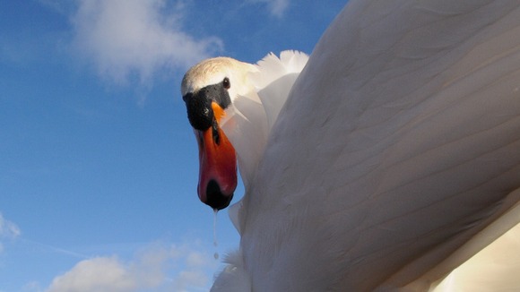 A male swan at Ackers Pit in Stockton Heath