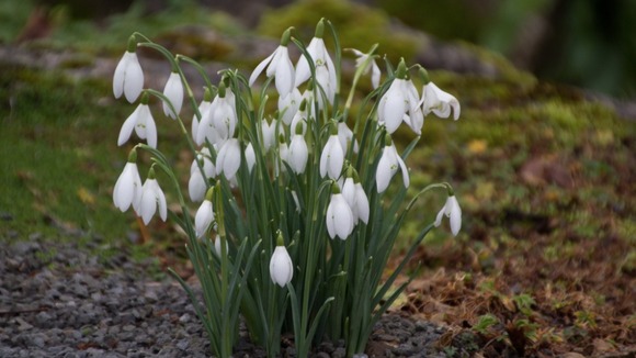 Snowdrops in Swansea
