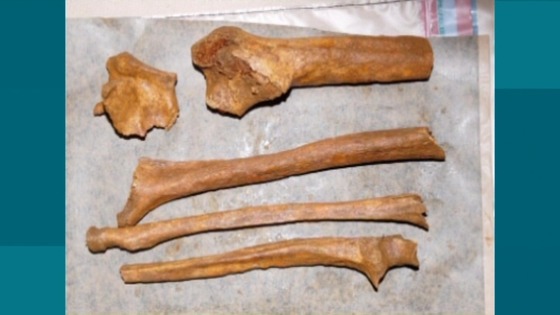 bones2