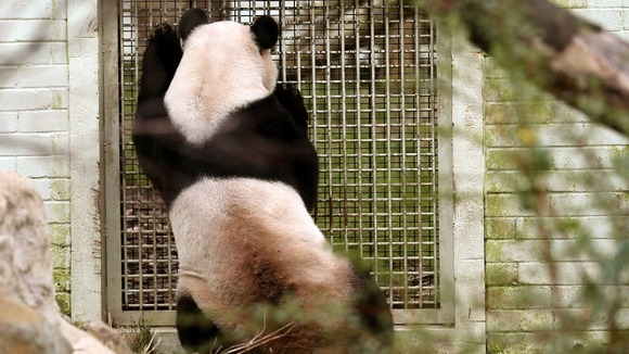 Male panda Yang Guang looks into the enclosure of female panda Tian Tian
