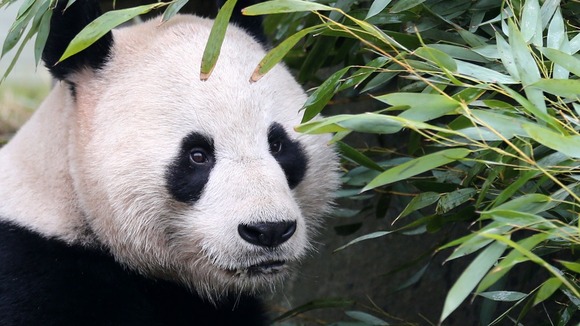 Male panda Yang Guang eats bamboo in a bid to bulk up ahead of breeding season