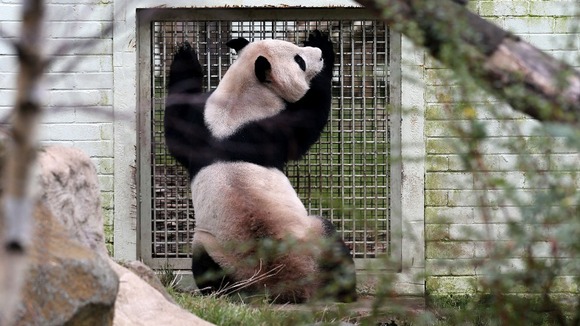 Male panda Yang Guang looks into the enclosure of female panda Tian Tian