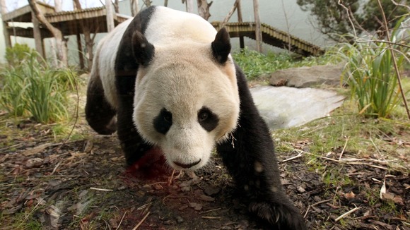 Male panda Yang Guang eats bamboo in a bid to bulk up ahead of breeding season