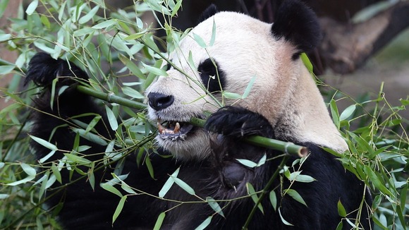 Yang Guang eats bamboo in a bid to bulk up ahead of breeding season