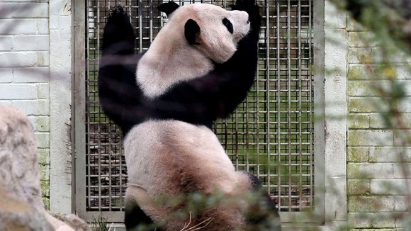 Male panda Yang Guang looks into the enclosure of female panda Tian Tian