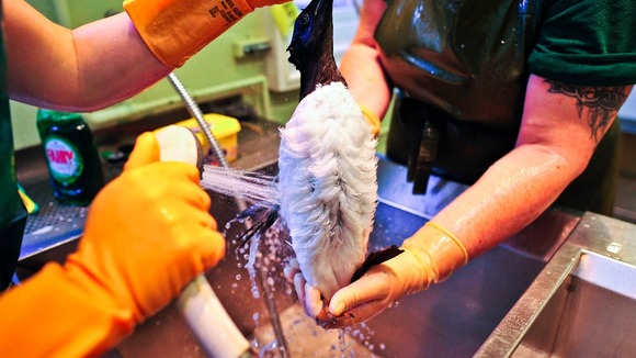 Bird having shower