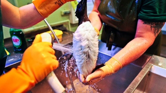 Bird having shower