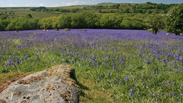 Bluebells
