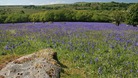 Bluebells