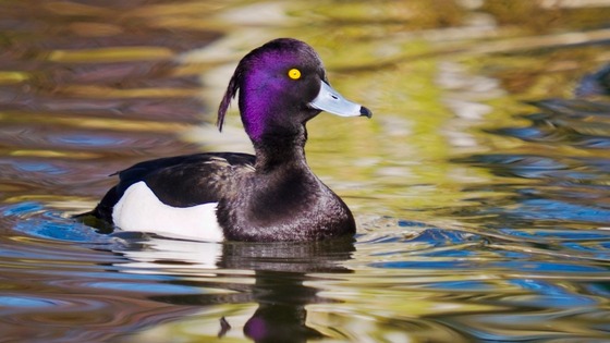 A Tufted duck