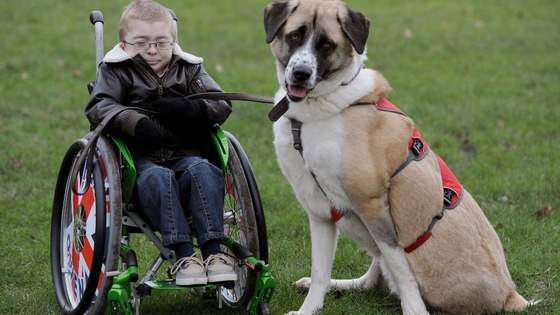 Owne Howkins & Haatchi