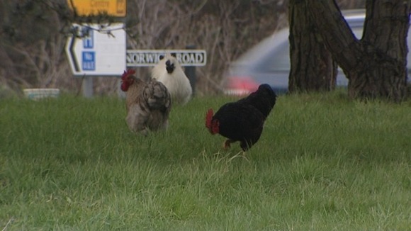 The roundabout chickens