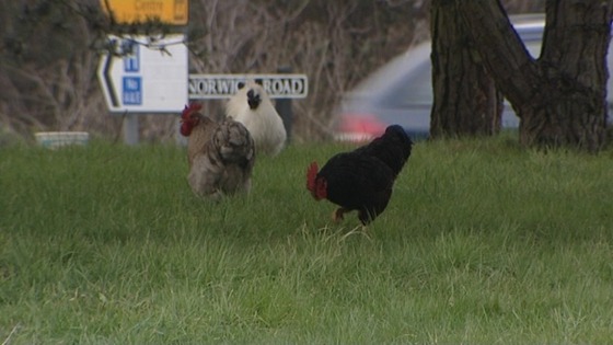 The roundabout chickens
