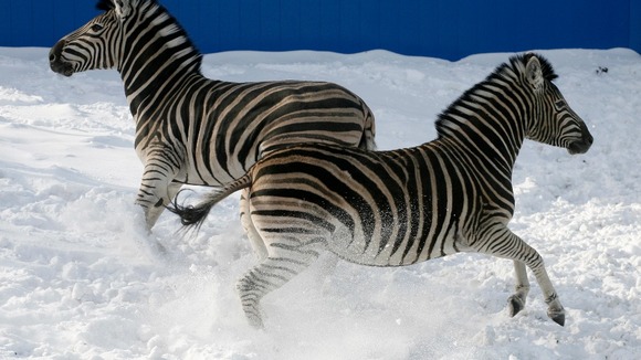 Zebras look like they are dancing in the Russian snow