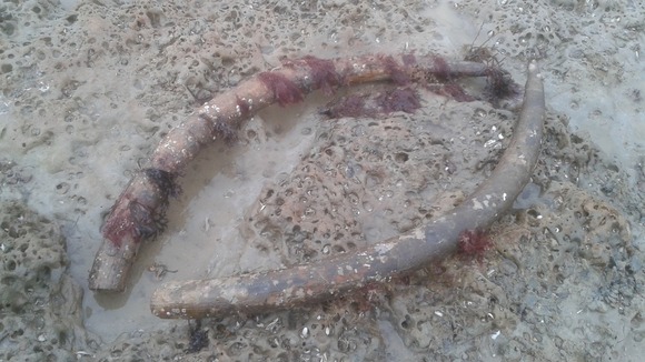 Tusk discovery