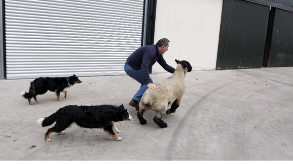 A sheep is caught as it makes a break to live life on the lamb