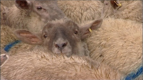 Sheep