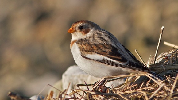 Close up wildlife