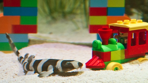 One of the four baby bamboo sharks at Legoland
