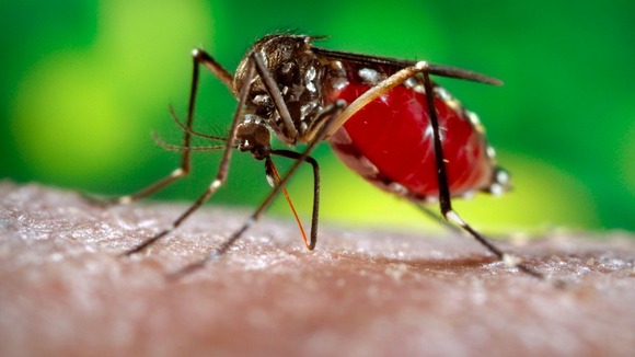 Mosquito
