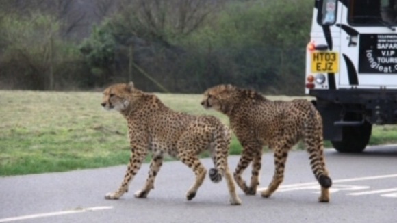 two cheetahs at Longleat
