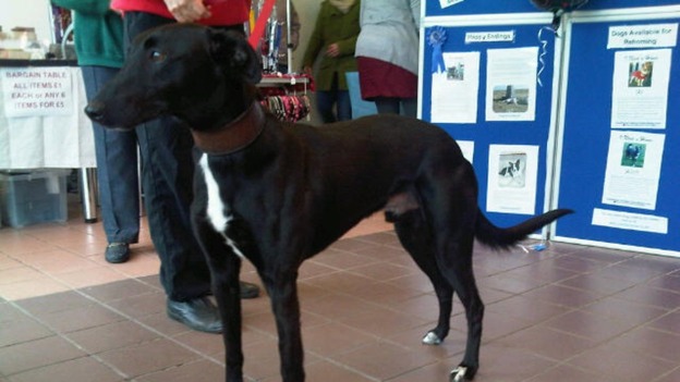 Glencaple Dogs Home Dumfries Glencaple Dogs Home Dumfries