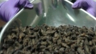 Caterpillar haul