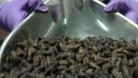 Caterpillar haul