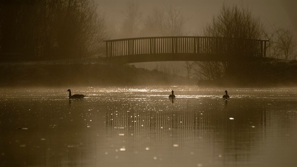Fowl on a pond