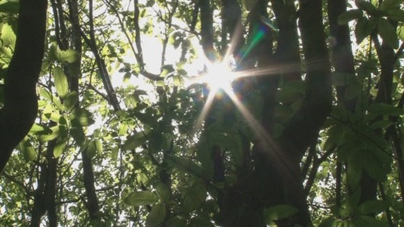 Oaken Wood, Maidstone, Woodland Trust