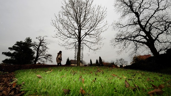 An ash tree