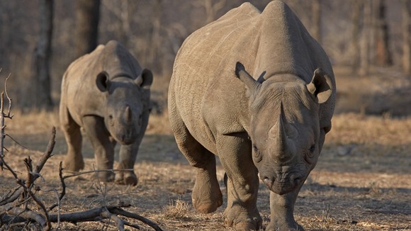 An endangered east African black rhinoceros