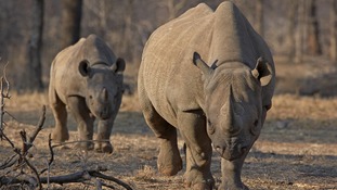 An endangered east African black rhinoceros