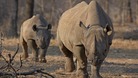 An endangered east African black rhinoceros