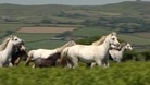 Horses running in field