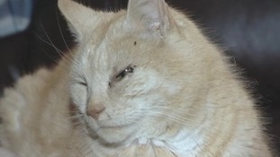 Wogan the cat