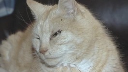 Wogan the cat