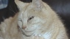Wogan the cat