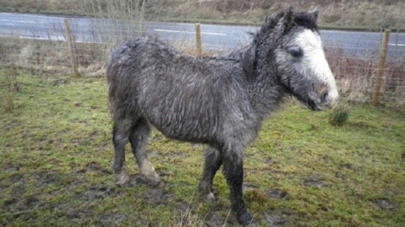 abandoned horse