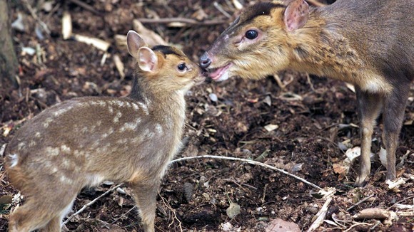 Muntjac among those targetted