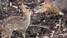 Muntjac among those targetted