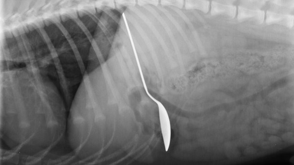 An x-ray showed Scooby the dog had swallowed the silver spoon whole