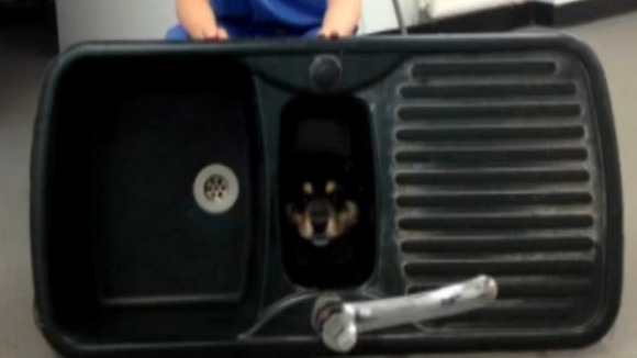 Tyson become attached to the sink, which had been left in the garden