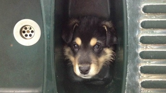 The puppy has since made a complete recovery