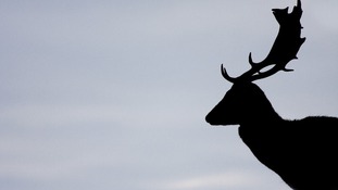 Deer have no natural predators in the UK, and their number has grown to 1.5 million at a conservative estimate.