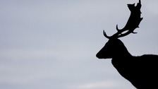 Deer have no natural predators in the UK, and their number has grown to 1.5 million at a conservative estimate.