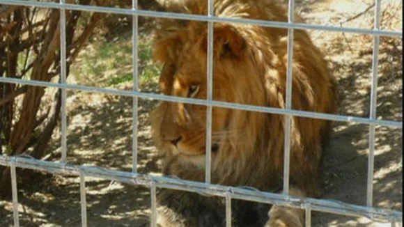 A lion at the park in Fresno, California, where the attack took place.