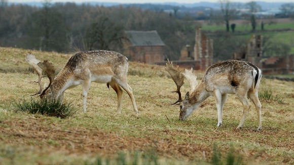 Fallow deer graze at Bradgate Park, Newtown Linford, Leicestershire