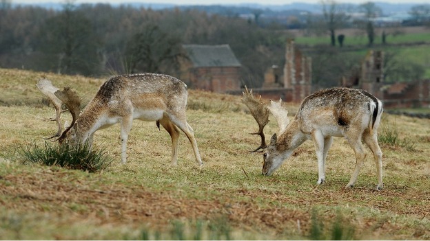 Fallow deer graze at Bradgate Park, Newtown Linford, Leicestershire