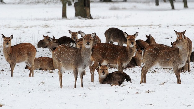 Deer stand in the snow at Studley Royal Park, Ripon, North Yorkshire